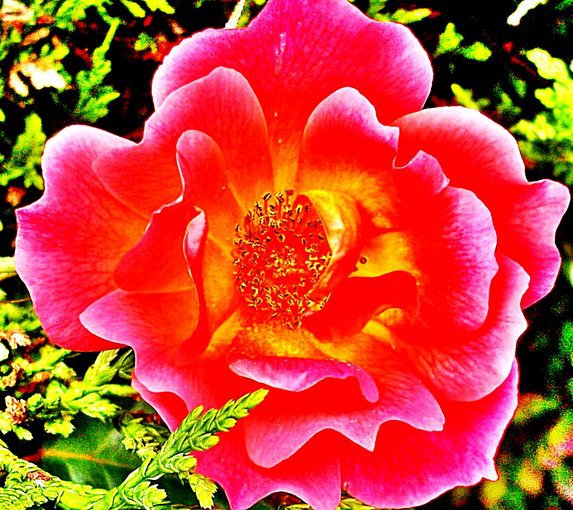 Różyczki dla wszystkich