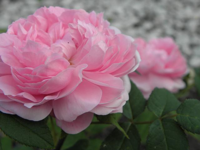 Irena Jarocka - Stare łzy