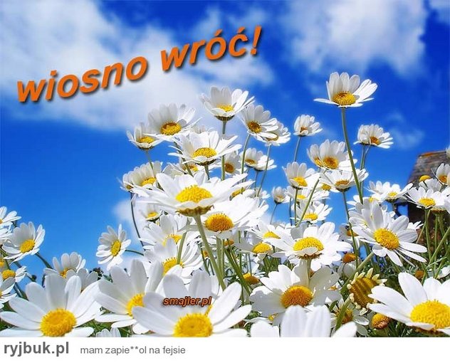 WIOSNO WROC