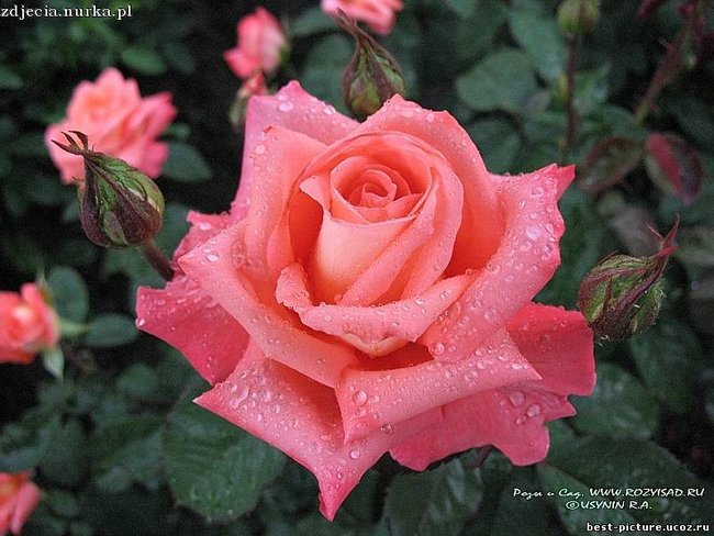 Slajdzik dla przyjaciół