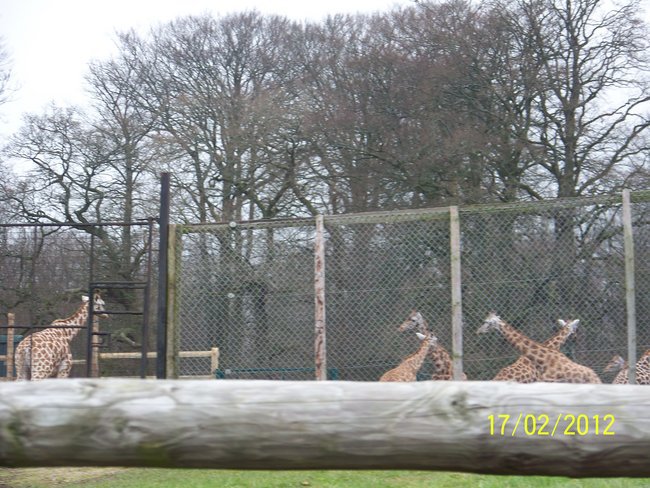 Longleat Safari Park.