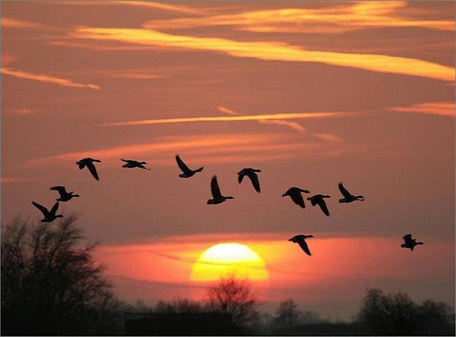 Ptaszki śpiewają dla Ciebie