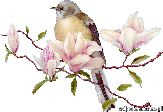 ALFRED TOMICZEK ZAMOŚĆ