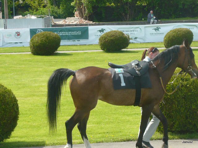 WYŚCIGI KONNE TOR SŁUŻEWIEC W WARSZAWIE
