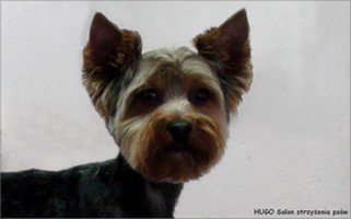 HUGO Salon dla psów