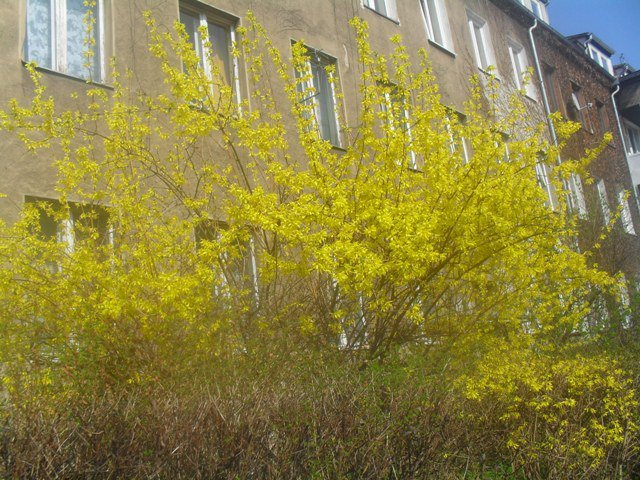 Wiosno czekam na ciebie.!!!