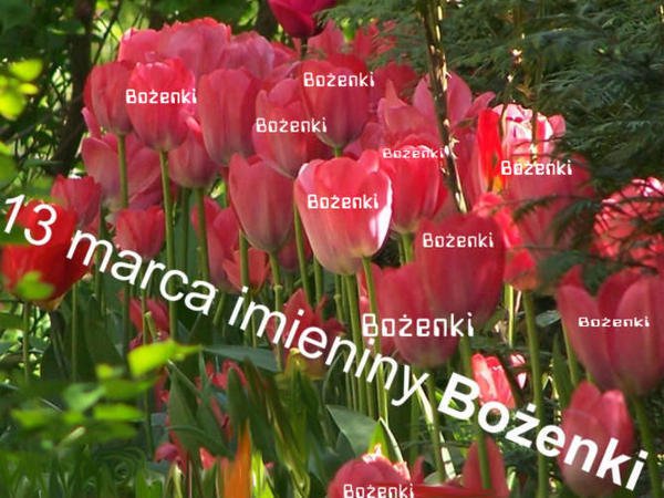 DLA WSZYSTKICH BOŻENEK Z NK