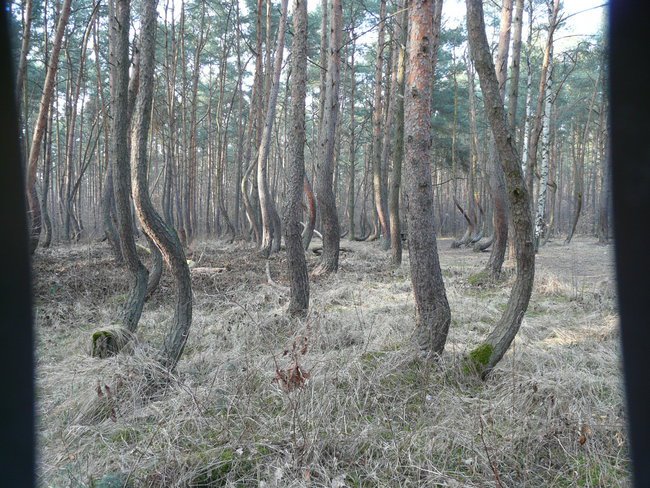 WYCIECZKA KRZYWY LAS K/GRYFINA