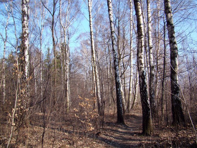 Sklalar - Wiosna , wiosna - już nadchodzi wiosna.