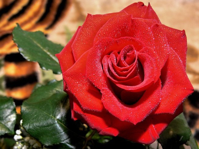 D L A      C I E B I E