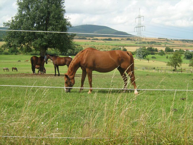 Chcę wiosny zapachu i smaku... dla mnie i dla Ciebie...