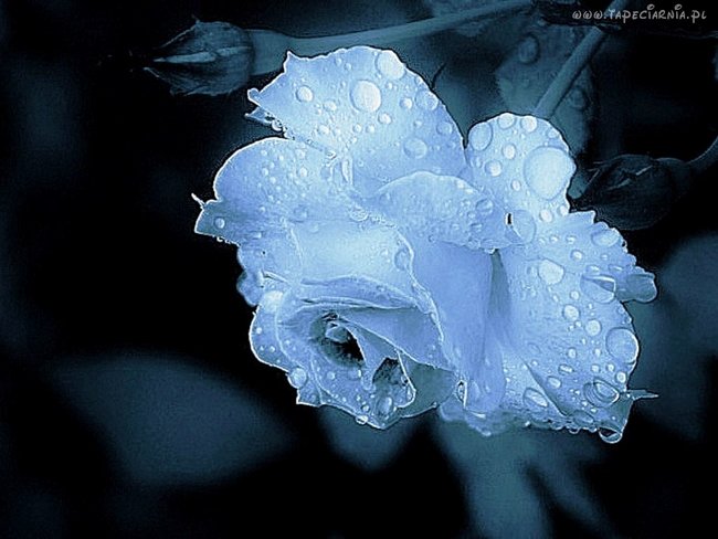 BIAŁE RÓŻE NA DOBRANOC