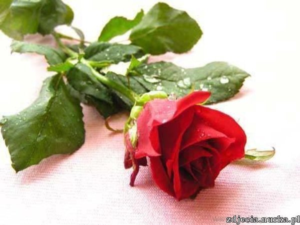 ##   Dla   ciebie  ####    BUZIACZKI  ##