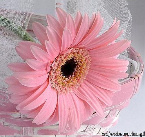 ##  Salute   Cheri  ##     DLA   CIEBIE  ###