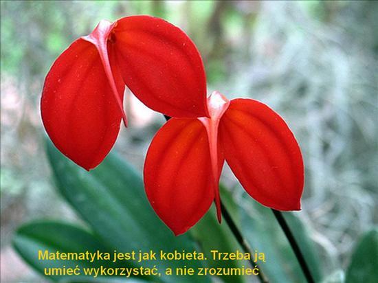 MOJE UKOCHANE KWIATY ORCHIDE..