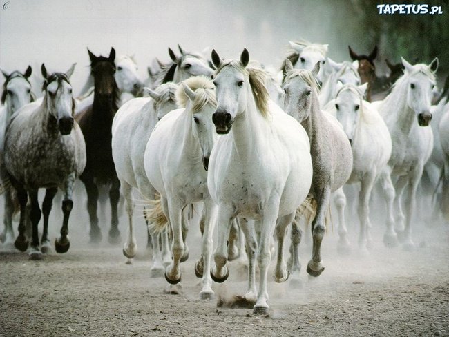 MIŁEGO DNIA _JANUSZ