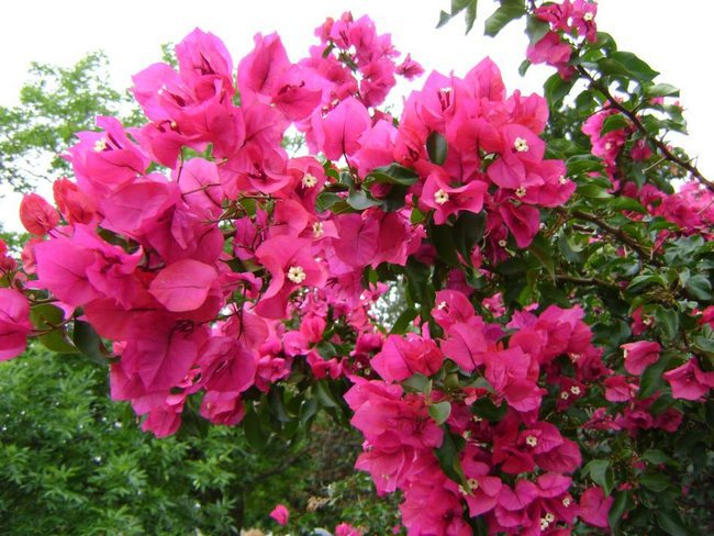 dla GRAZYNKI SKARBECZKA KOCHANEGO