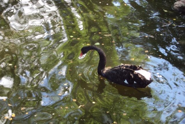 SLAJDZIK DLA  WYTRWAŁYCH