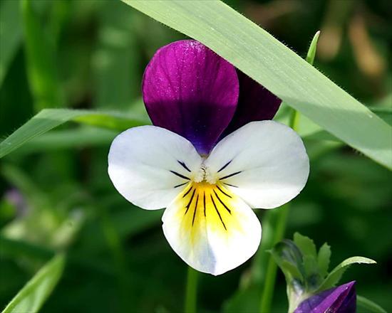 Słońce niech Ci świeci,wiaterek ochłodzi.  Niech Ci wszystko jak w szwajcarskim zegareczku chodzi...
