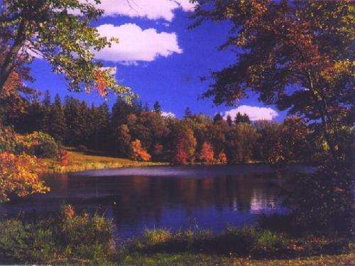 Biały miś-akordeon