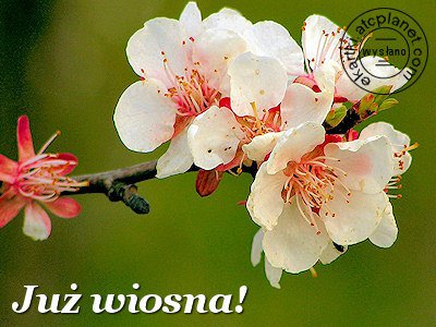 Wiosenne pozdrowienia Bożenko od Basi