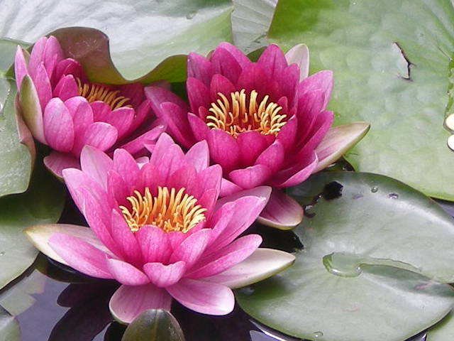 DLA MOJEJ KOCHANEJ MAMUSI