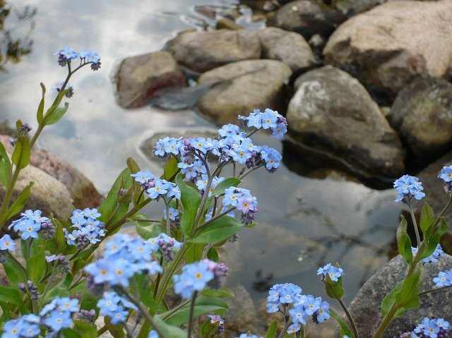 Dzień Niezapominajki