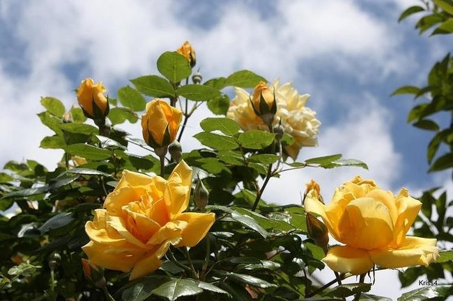 DLA CIEBIE GRAŻYNKO MOJA PRZYJACIÓŁKO