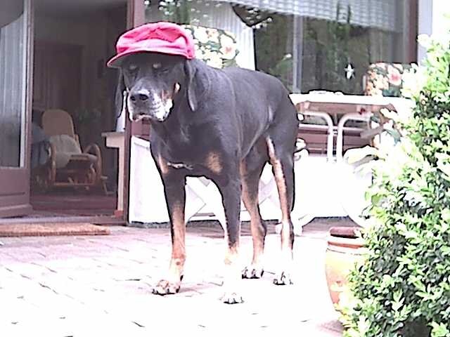 moje  kochane   zwierzaczki!!!