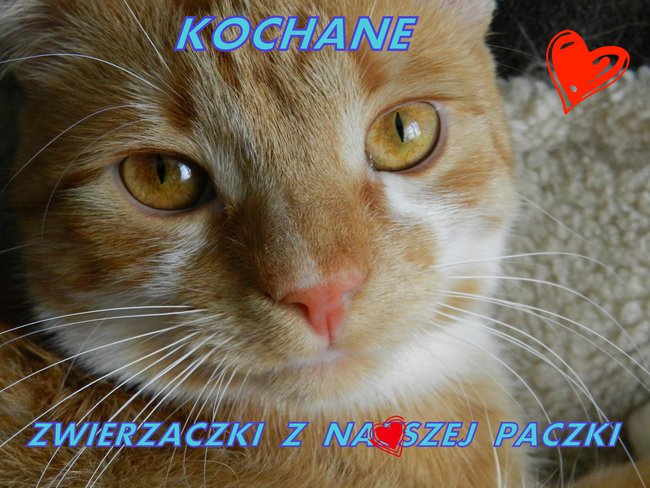 KOCHANE ZWIERZACZKI Z NASZEJ PACZKI