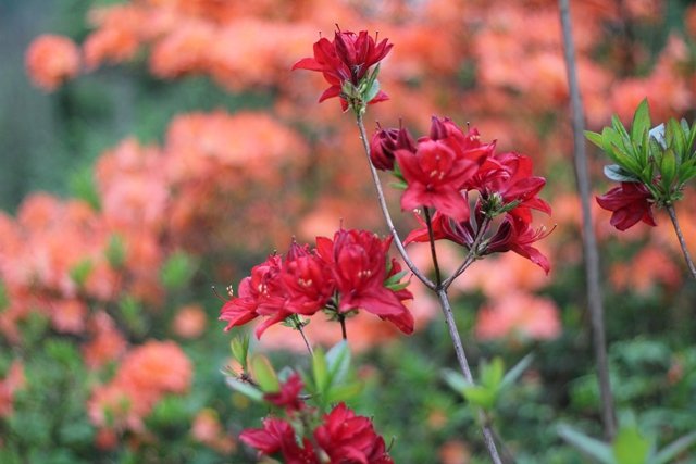 Moje kwiatki od Strążka ...i nie tylko...