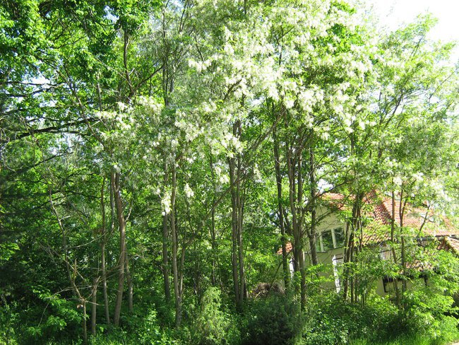 Mazowiecki Park Narodowy