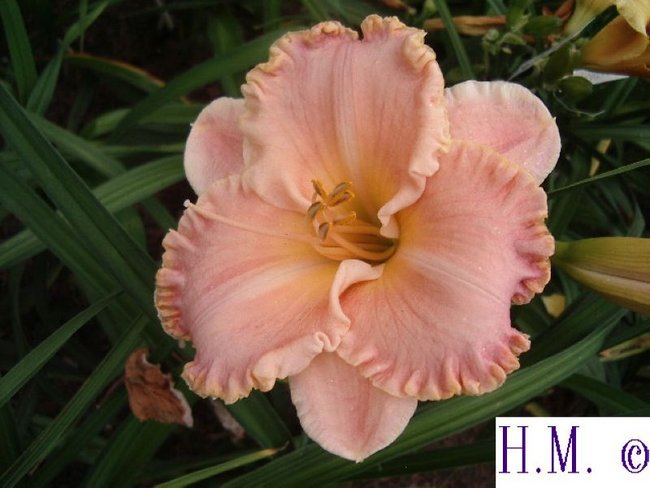 Hemerocallis