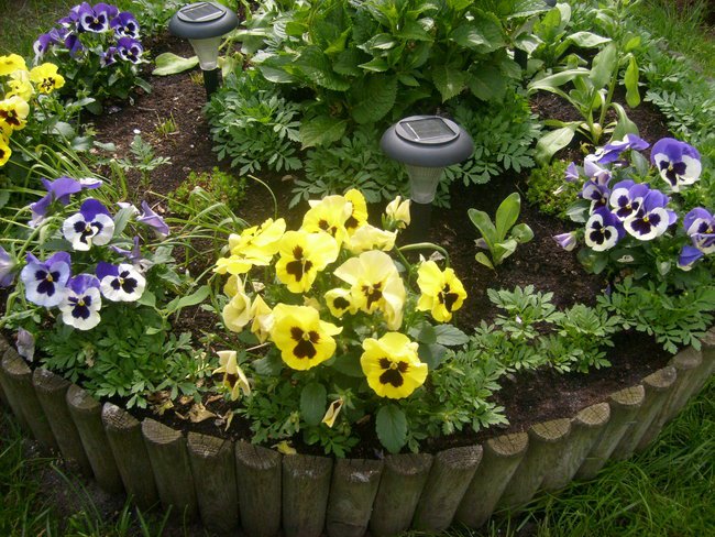 LATO W MOIM OGRODZIE.....POZDRAWIAM GORĄCO WSZYSTKICH MIŁOŚNIKÓW KWIATÓW:-)