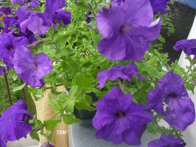 ogród  moich marzeń......