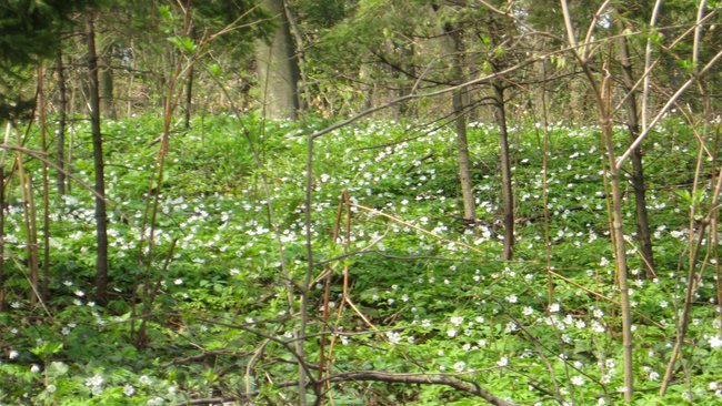 WIOSNNY  LAS  W IWONICZU-ZDROJU