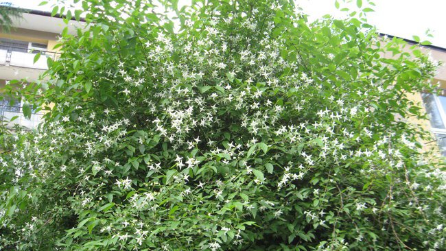 IWONICKIE BIAŁE KWIATKI