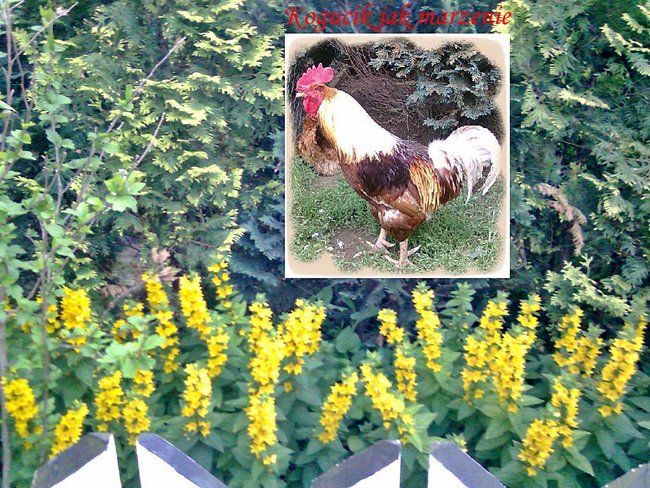 Kraków  Łagiewniki