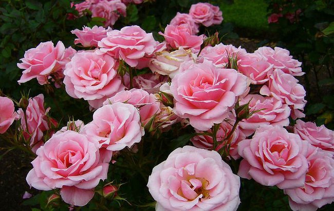 DLA HAINKI Z OKAZJI IMIENINEK