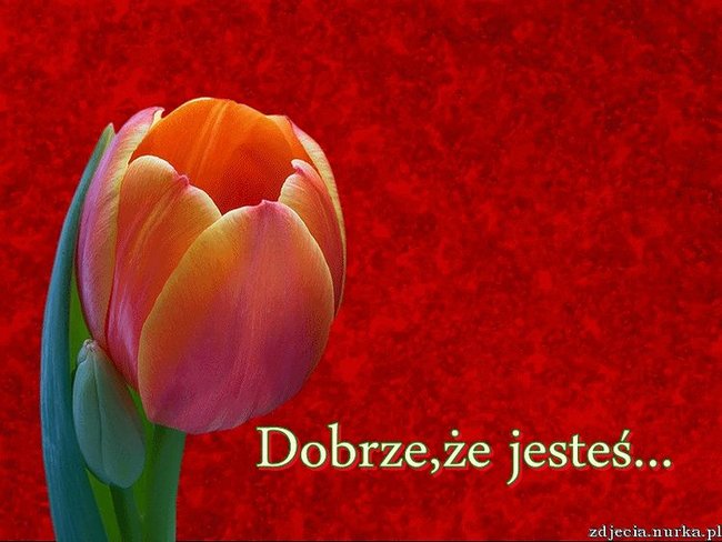 DLA KOCHANEJ ANECZKI