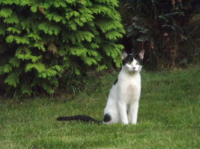 13-go w piątek, koty sie nudzą-Barbara Mazurkiewicz