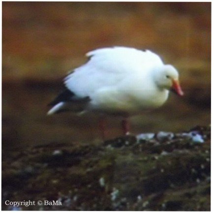 Lubię rozmawiać z ptakami-Barbara Mazurkiewicz
