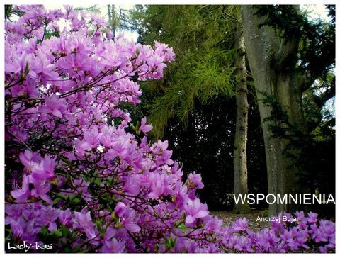 Ostatnie pozegnanie ks. Andrzeja 