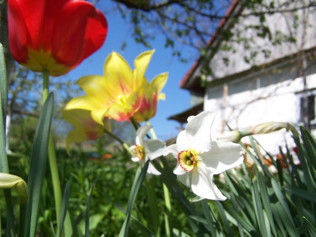 kwiaty mojego ogrodu