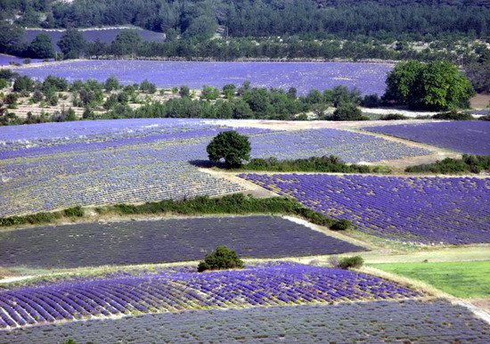 TYMCZASEM  W  PROWANSJI