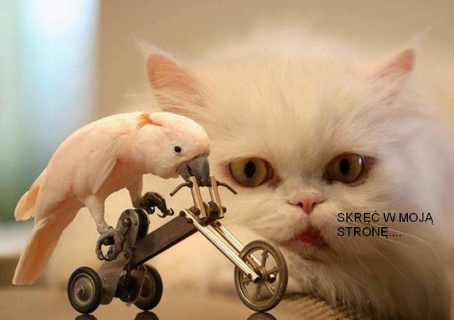 Uśmiechnij się :) nr.2