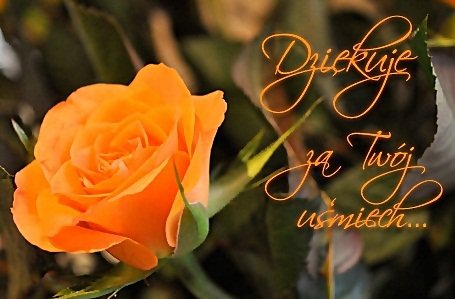 Na strunach przyjaźni... Na skrzypcach dnia...