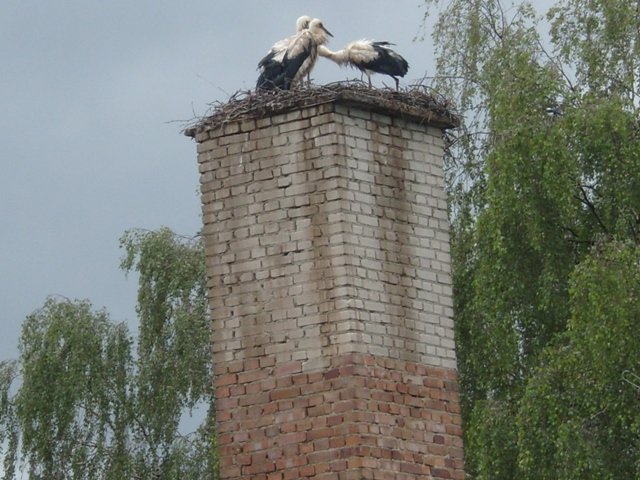 BOCIANY NA KOMINIE MOJEGO OSIEDLA......CZĘŚĆ DRUGA