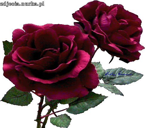 OD SERCA -DO SERCA.....