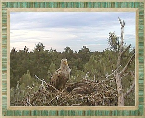 NASZE BIELIKI CZYLI RESZKA I SZPONEK I LOTEK